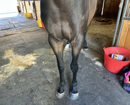 HorseID: 2304173 Bullet Bay - PhotoID: 1087228