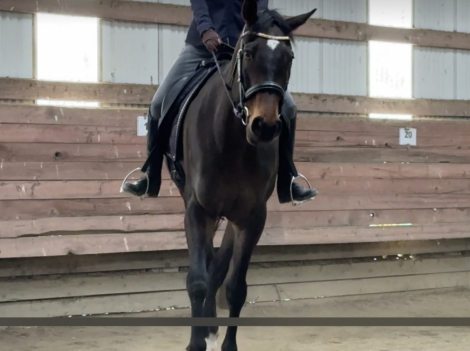 HorseID: 2304173 Bullet Bay - PhotoID: 1087229