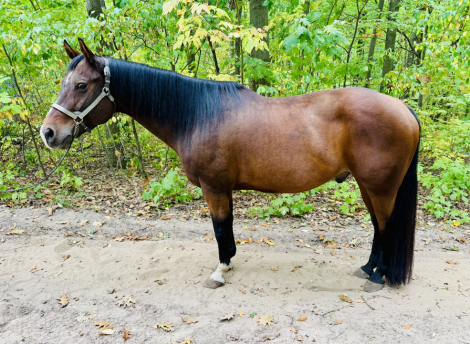 HorseID: 2304179 Bamboozled Assets - PhotoID: 1087095