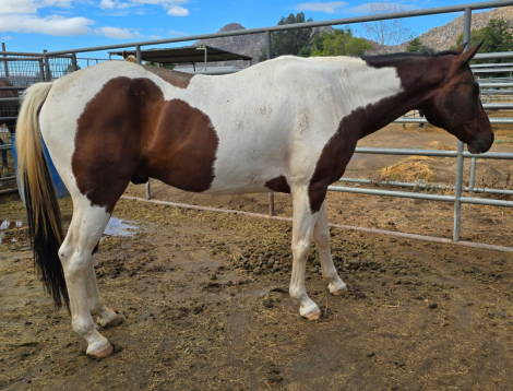 HorseID: 2304180 Mitch - Stunning Tovero Pinto Gelding - PhotoID: 1087100