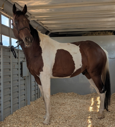 HorseID: 2304180 Mitch - Stunning Tovero Pinto Gelding - PhotoID: 1087101