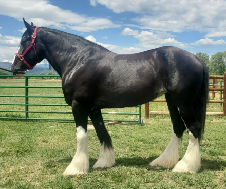 HorseID: 2304183 GTEC Wandamere BJ - PhotoID: 1087111