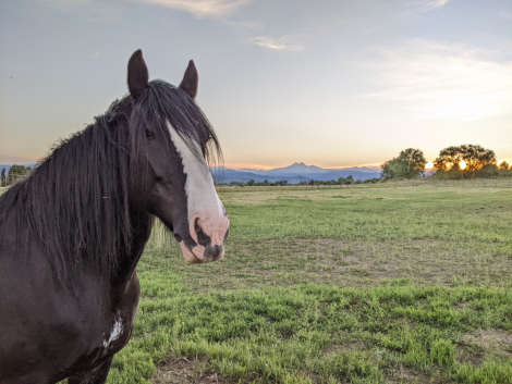 HorseID: 2304183 GTEC Wandamere BJ - PhotoID: 1087112