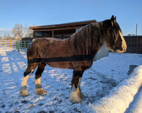 HorseID: 2304183 GTEC Wandamere BJ - PhotoID: 1087113