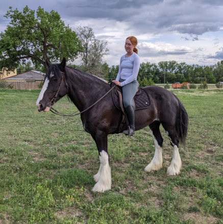 HorseID: 2304183 GTEC Wandamere BJ - PhotoID: 1087114