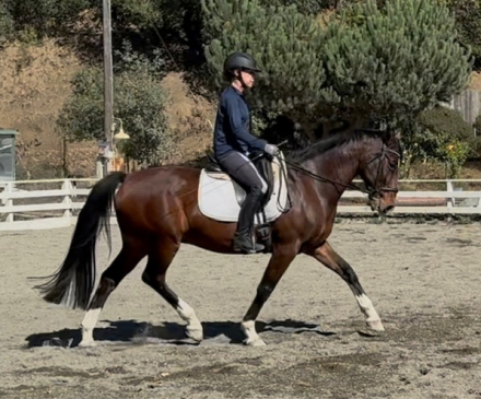 HorseID: 2304192 Kilkenny Fugitive - PhotoID: 1087105