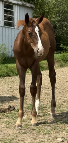 HorseID: 2304194 ONLY BLUFFING IT - PhotoID: 1087110