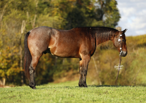 HorseID: 2304198 RR Smooth Glo - PhotoID: 1087120