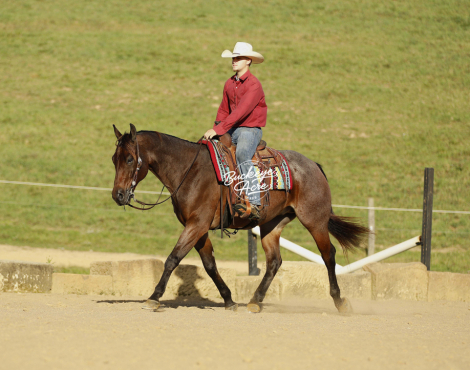 HorseID: 2304198 RR Smooth Glo - PhotoID: 1087122