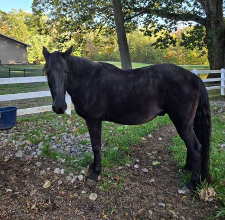 HorseID: 2304199 Cole - PhotoID: 1087115