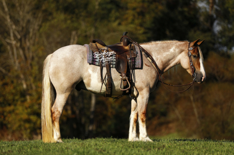HorseID: 2304201 Waylon - PhotoID: 1087117