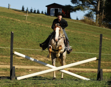 HorseID: 2304201 Waylon - PhotoID: 1087118