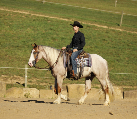 HorseID: 2304201 Waylon - PhotoID: 1087119