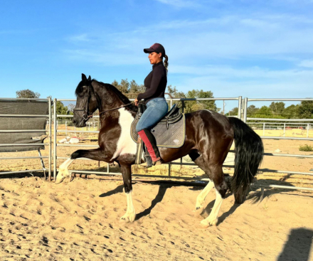 HorseID: 2304207 Ruby - PhotoID: 1087127