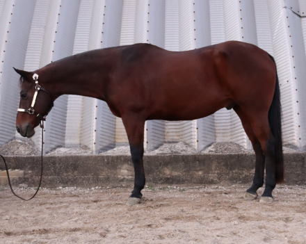 HorseID: 2304212 Hesa Chipped Zip - PhotoID: 1087749