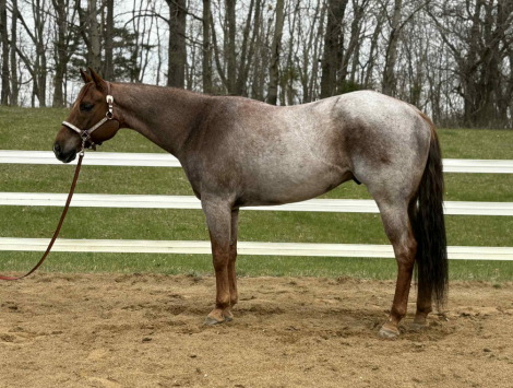 HorseID: 2304214 My Ultimate Notice - PhotoID: 1087131