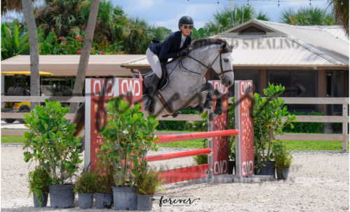 HorseID: 2304218 The One - PhotoID: 1087132