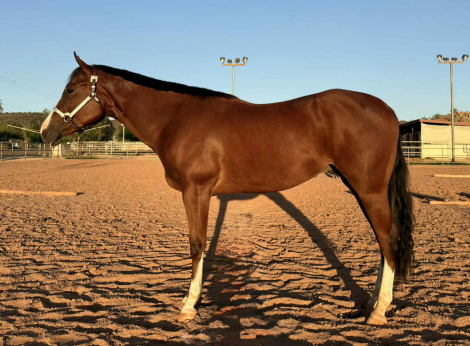 HorseID: 2304219 A Darn Good Cowboy - PhotoID: 1087133