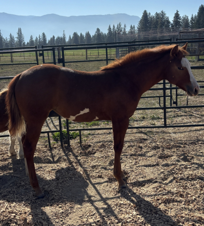 HorseID: 2304221 My Chips R Desirable - PhotoID: 1087135