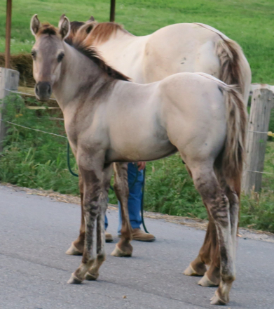 HorseID: 2304222 AQHA Name Pending - PhotoID: 1087136