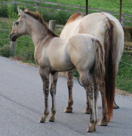 HorseID: 2304222 AQHA Name Pending - PhotoID: 1087137