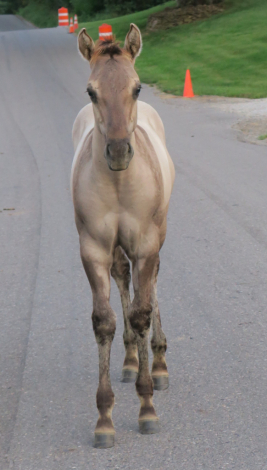HorseID: 2304222 AQHA Name Pending - PhotoID: 1087138