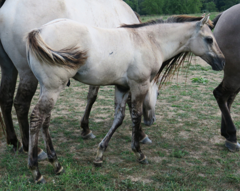 HorseID: 2304222 AQHA Name Pending - PhotoID: 1087139