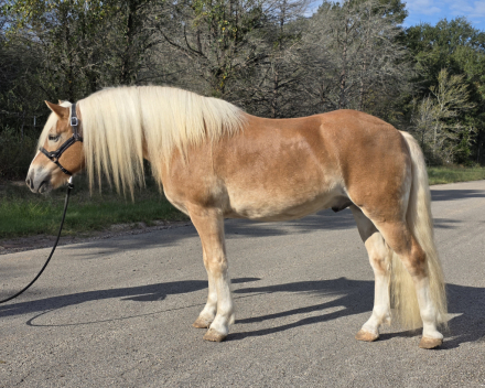 HorseID: 2304223 ​ANTE UP OF GENESIS - PhotoID: 1087140