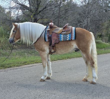 HorseID: 2304223 ​ANTE UP OF GENESIS - PhotoID: 1087141