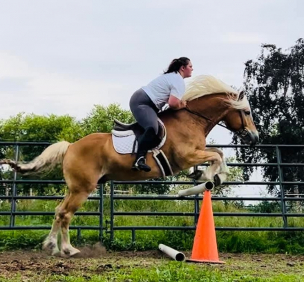 HorseID: 2304223 ​ANTE UP OF GENESIS - PhotoID: 1087142