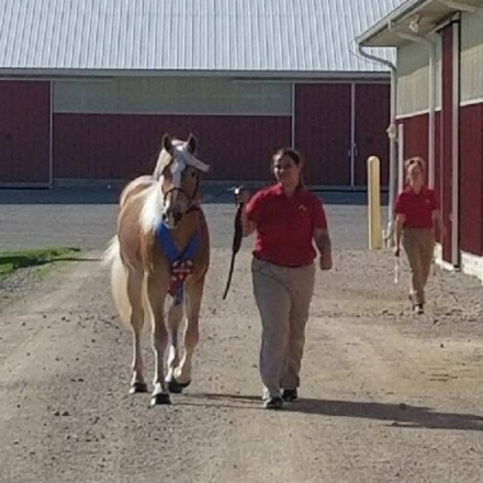 HorseID: 2304223 ​ANTE UP OF GENESIS - PhotoID: 1087143