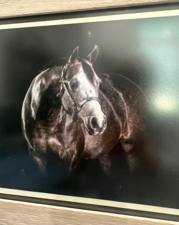 HorseID: 2304224 This Just Happened - PhotoID: 1087174