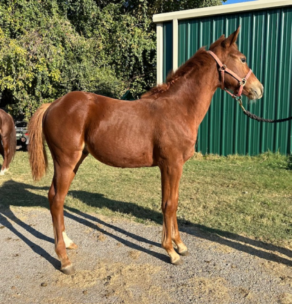 HorseID: 2304230 Cattin Olena - PhotoID: 1087201