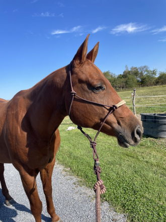 HorseID: 2304237 Tic Toc - PhotoID: 1087152