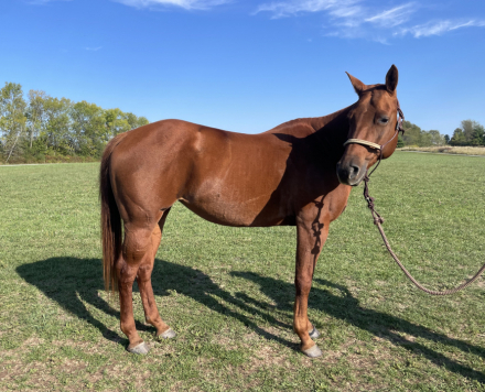 HorseID: 2304237 Tic Toc - PhotoID: 1087153