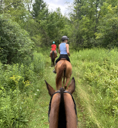 HorseID: 2304237 Tic Toc - PhotoID: 1087154