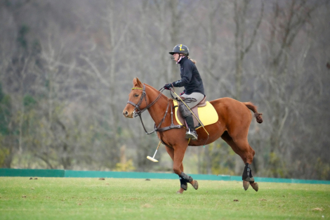 HorseID: 2304237 Tic Toc - PhotoID: 1087155