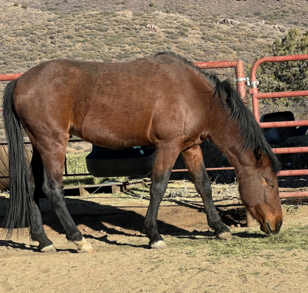 HorseID: 2304239 Oscar - PhotoID: 1087213