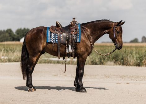 HorseID: 2304240 Reno - PhotoID: 1087156