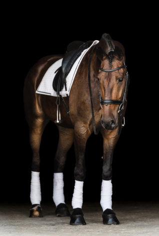 HorseID: 2304240 Reno - PhotoID: 1087157