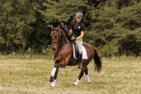 HorseID: 2304240 Reno - PhotoID: 1087158