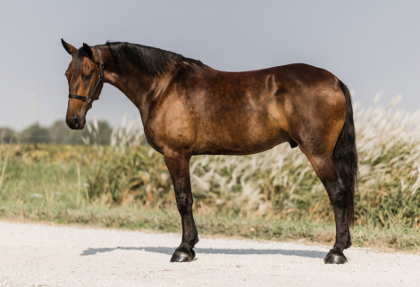 HorseID: 2304240 Reno - PhotoID: 1087159