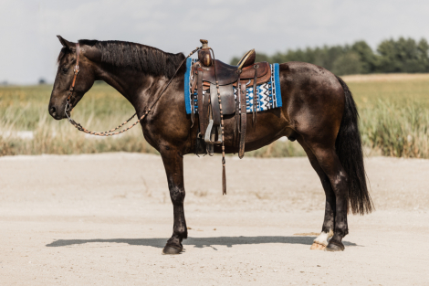 HorseID: 2304244 Wilson - PhotoID: 1087160