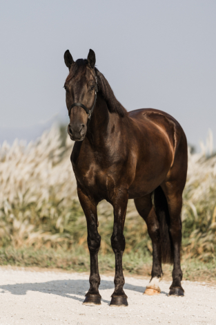 HorseID: 2304244 Wilson - PhotoID: 1087161