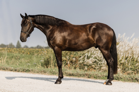 HorseID: 2304244 Wilson - PhotoID: 1087162