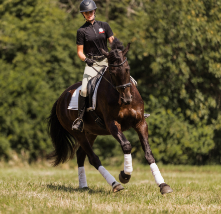 HorseID: 2304244 Wilson - PhotoID: 1087163