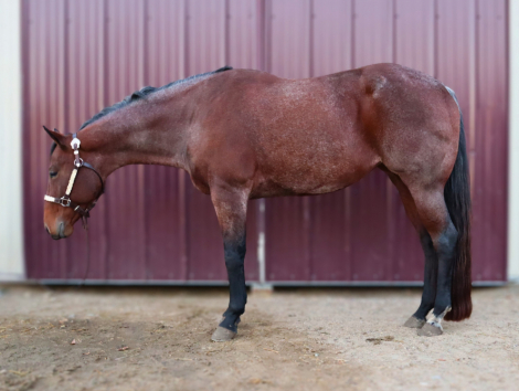 HorseID: 2304249 Laceys Rona Lisa - PhotoID: 1087750