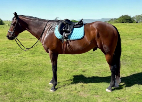 HorseID: 2304254 Lincoln - PhotoID: 1087164