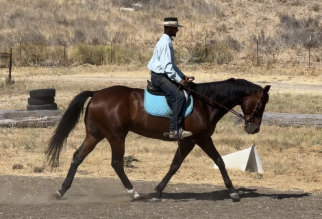 HorseID: 2304254 Lincoln - PhotoID: 1087165