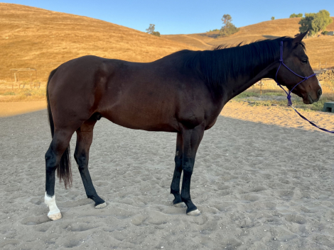 HorseID: 2304254 Lincoln - PhotoID: 1087166